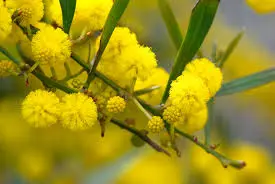 Fondant Parfumé mimosa