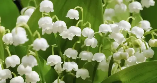 Fondant Parfumé muguet