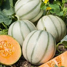 Fondant Parfumé melon