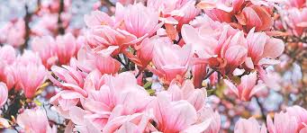 Fondant Parfumé magnolia