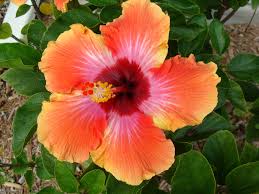 Fondant Parfumé hibiscus