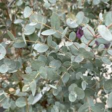 Fondant Parfumé eucalyptus